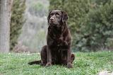 LABRADOR 890
